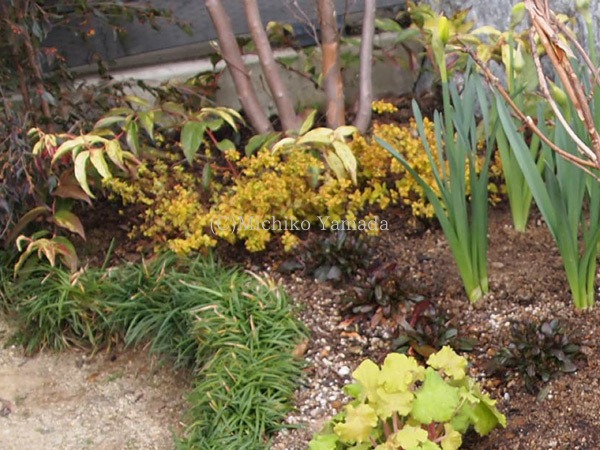 半日陰を明るくする植栽 花の庭づくり庭ぐらしガーデニングキララ 半日陰を明るくする植栽 花の庭づくり庭ぐらしガーデニングキララ