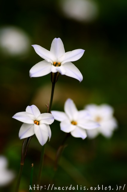 ハナニラ [Ipheion uniflorum]..._f0238605_2033252.jpg