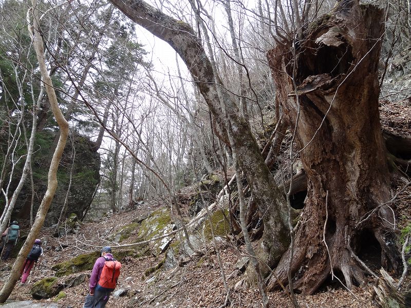 津志嶽　大屋内　鉄塔保線路　登山口から_b0124306_2214630.jpg