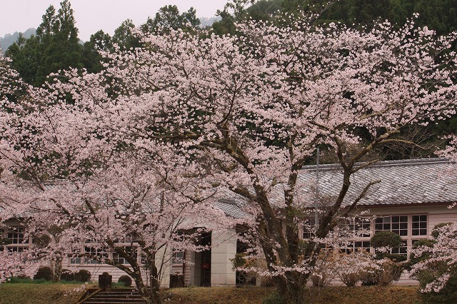 神川の桜　満開_d0154609_17104367.jpg