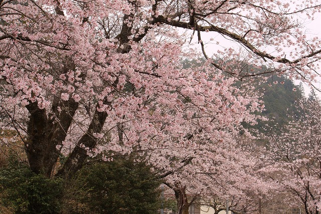 神川の桜　満開_d0154609_17114627.jpg