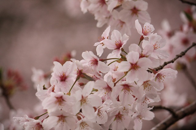 神川の桜　満開_d0154609_1713319.jpg