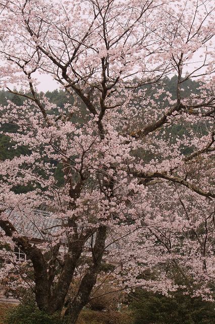 神川の桜　満開_d0154609_179769.jpg