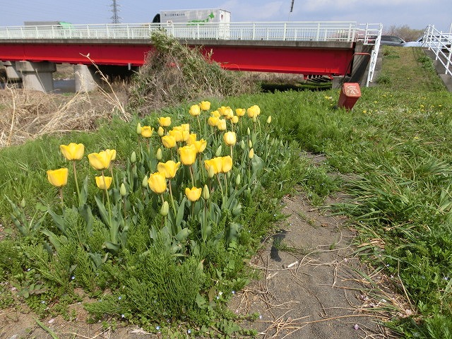 何とか天気よ持ってくれ! 田宿川・滝川・沼川「お花見ウォーク」_f0141310_7353127.jpg