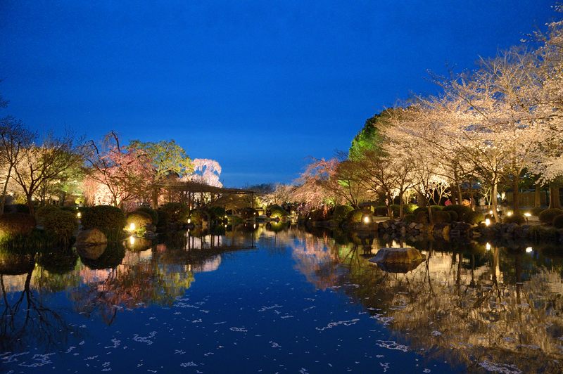 東寺　夜桜ライトアップ・其の一_f0032011_19354212.jpg