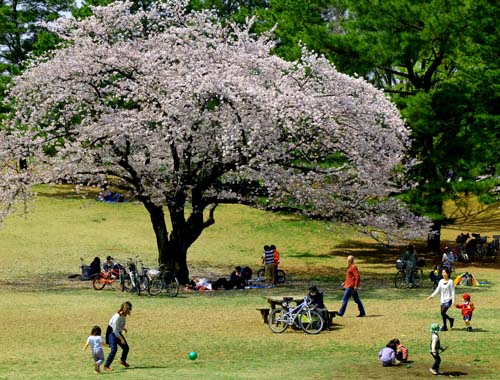 ある日の公園　（４月１日　光が丘公園にて）_a0023315_22342311.jpg