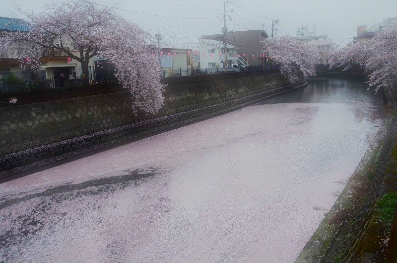 桜　2013　フィナーレ　大岡川_d0065116_2225683.jpg