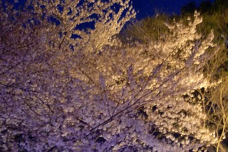 夜桜@靖国神社_c0200917_12563932.jpg