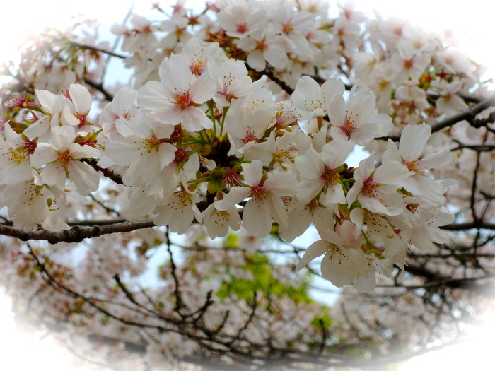 ♡春の声♥_f0207320_1424396.jpg
