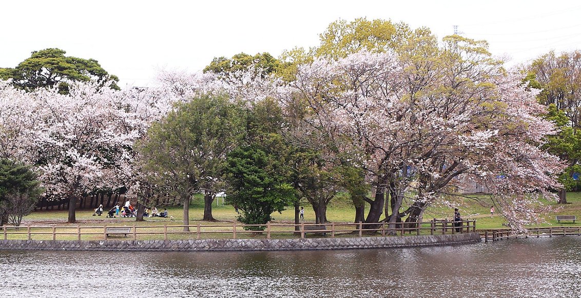 門池の桜・・・_d0113821_20124255.jpg