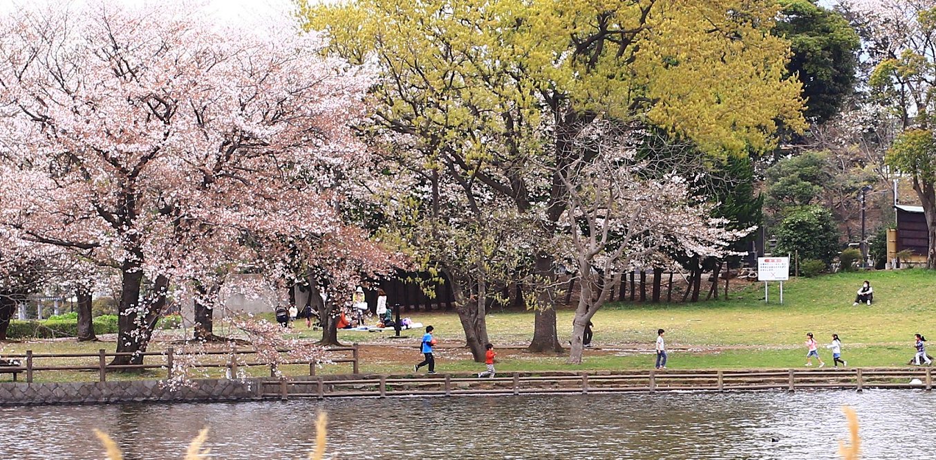 門池の桜・・・_d0113821_20125349.jpg