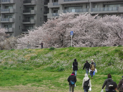 続続・桜の季節_e0092221_10451639.jpg