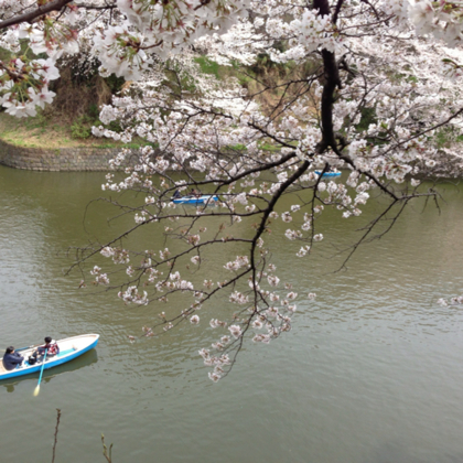 Sakura_e0119321_1362681.jpg