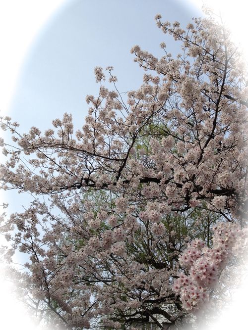 桜_f0071921_22163576.jpg