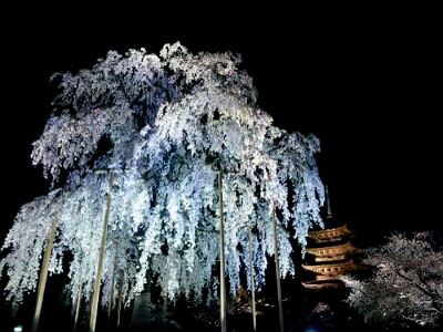 ［東寺］ さくら ﾗｲﾄｱｯﾌﾟ_d0277422_22453248.jpg