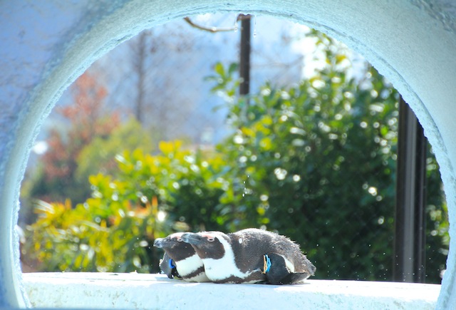 かまくらのぺんぎん/春の上野動物園_d0292926_21455675.jpg