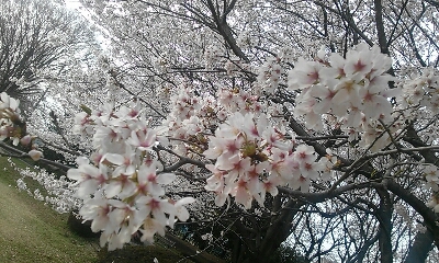 桜・さくら・SAKURA_f0186330_16431130.jpg