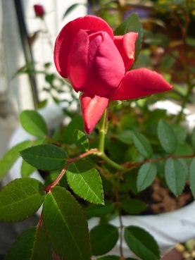c0237432_14293848.jpg