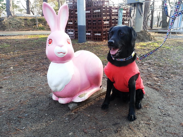 うさぎと犬と松ぼっくり_f0131535_11294391.jpg