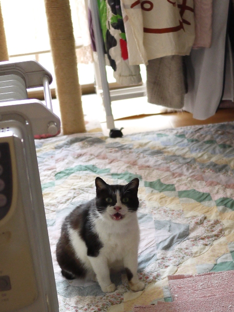 空そっくり猫 らぃら編。_a0143140_2349097.jpg