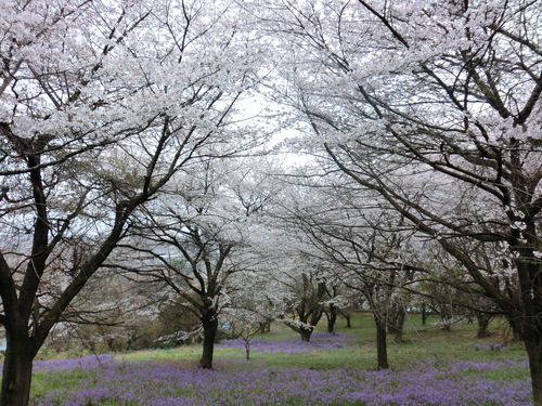 桜を追って_a0014141_23251758.jpg