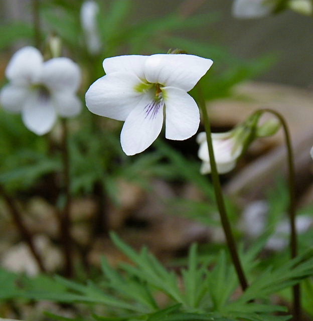 菊桃、花梨、桃と花桃、白い枝垂れ桜、木蓮、ペチコート水仙、叡山菫_c0051143_037223.jpg