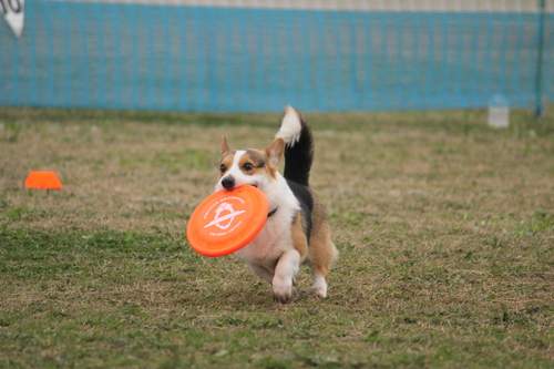 K9DJ　East Championship & EastDiv.GAME39th野田スポーツ公園_a0293945_1701723.jpg