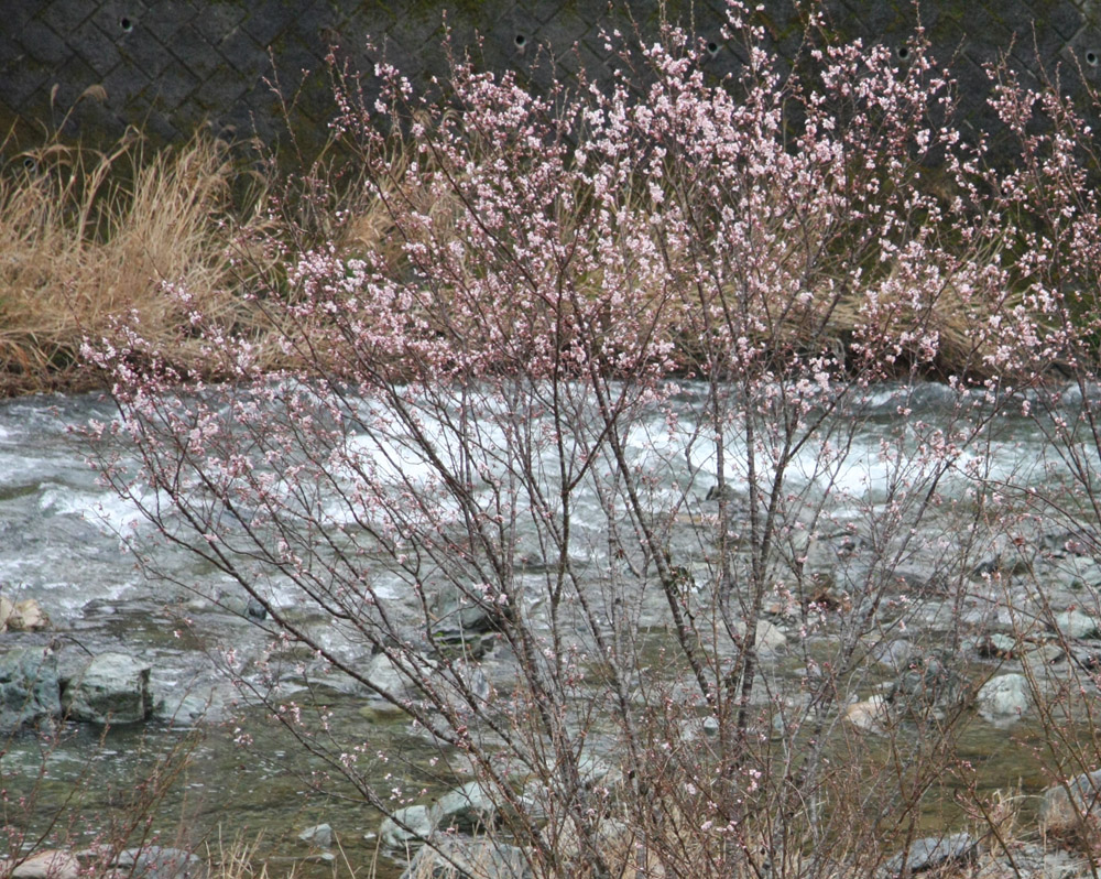 五條市　川岸　啓翁桜_c0108146_23183378.jpg