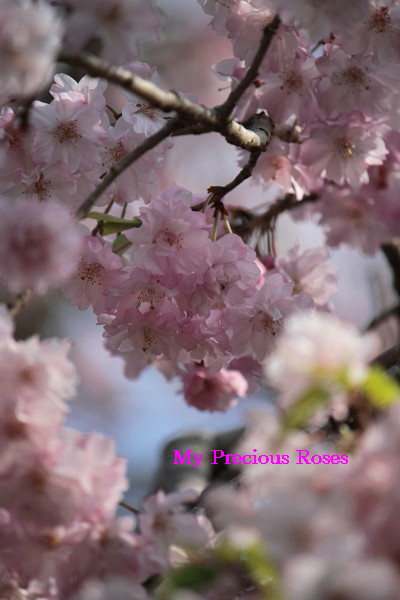 桜の季節に・・・　さくら色に染まる_a0258549_23184264.jpg