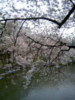 2013桜その２_c0110550_21314593.jpg