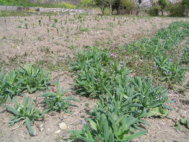 c0283850_12361.jpg