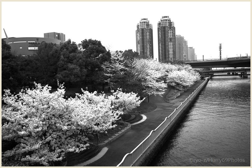桜が咲いていた頃～台場～　X-E1_e0063851_18101933.jpg
