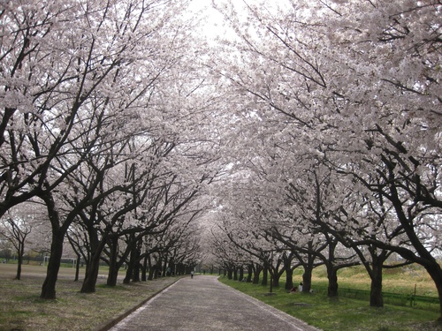 川越市水上公園の桜並木は最高でした。_b0115553_1336920.jpg