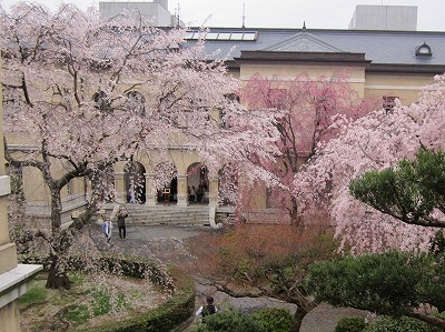 府庁の桜_a0096255_1103626.jpg