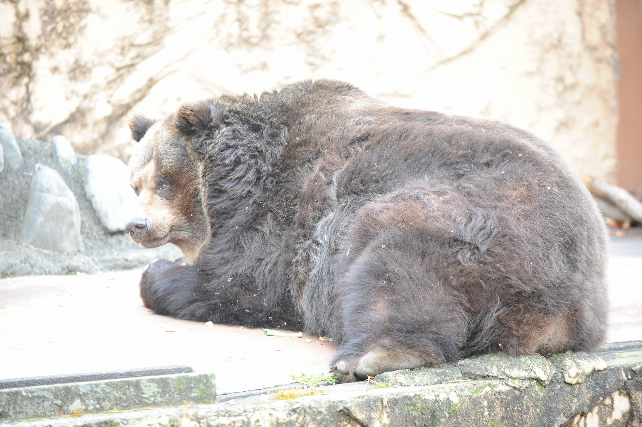 ヒグマのミチおばあちゃん_a0142056_17278100.jpg