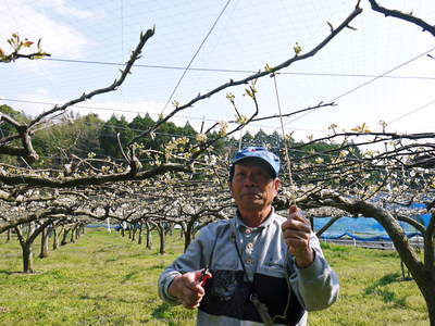 熊本梨　本藤果樹園　摘蕾（てきらい）作業_a0254656_18335260.jpg