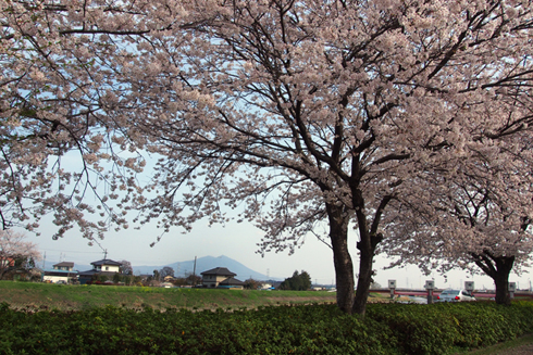 桜の四月_c0016056_2142511.jpg