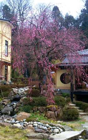 中庭の「しだれ桜」_c0148656_23333842.jpg