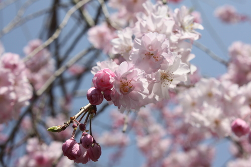  お花見in京都_f0233356_19342589.jpg