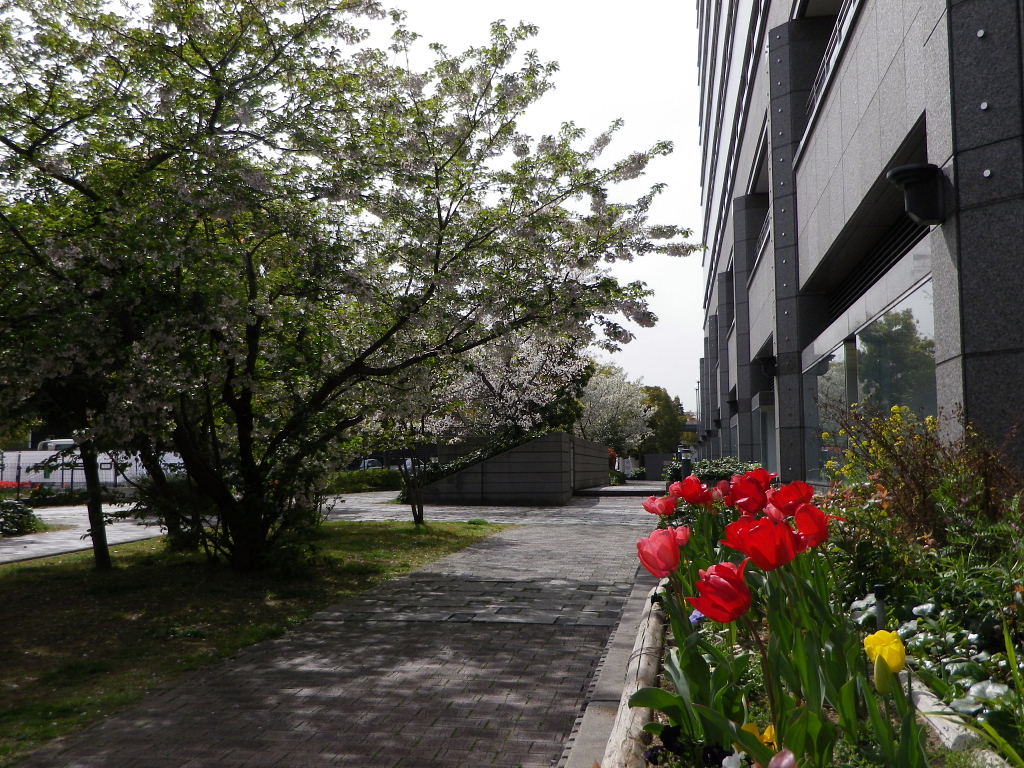 六甲アイランド桜巡り、チューリップ祭り、小磯美術館西公園_a0030958_2257735.jpg