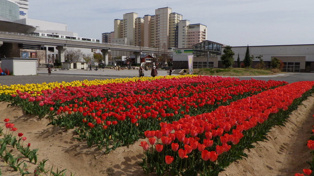 六甲アイランド桜巡り、チューリップ祭り、小磯美術館西公園_a0030958_225944100.jpg