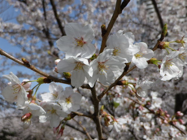 六甲アイランド桜巡り、チューリップ祭り、小磯美術館西公園_a0030958_23165872.jpg