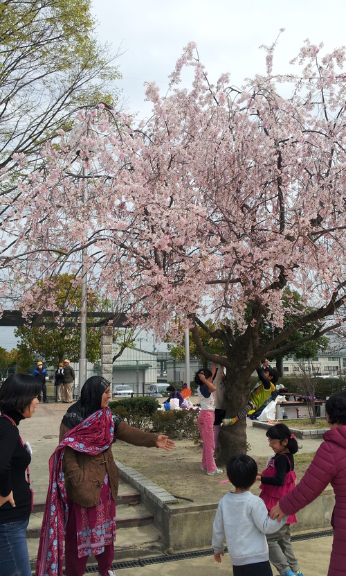 日記：お花見with和ールド（向日市の国際結婚親子サークル）_c0115958_1210128.jpg