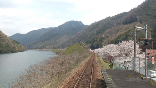 三江線でお花見！！_c0016259_219663.jpg