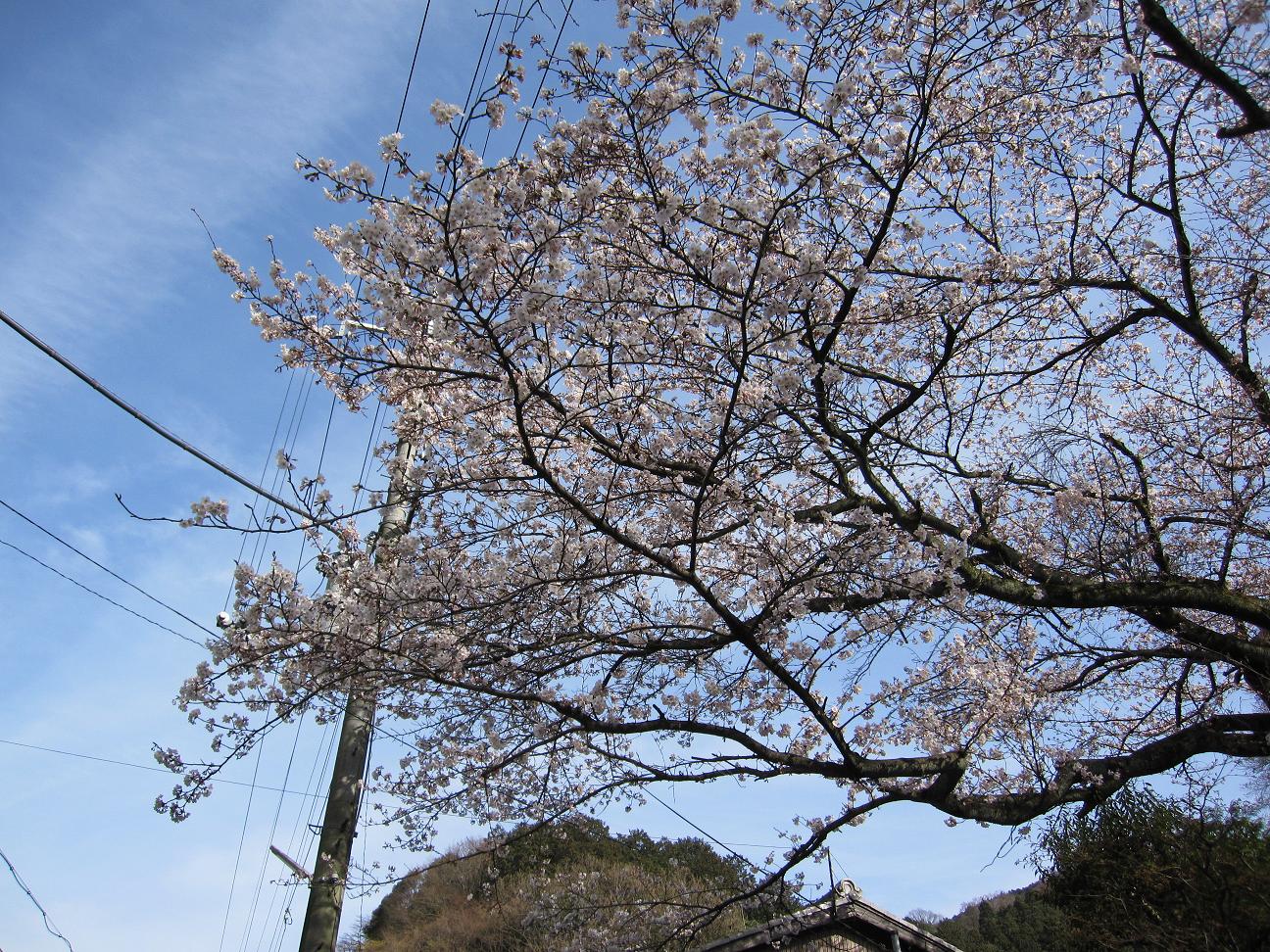 2013年4月１日　かねよ桜実況中継_c0078659_18124420.jpg