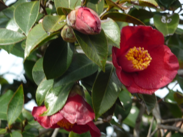 春の花が一気に咲き出しています_f0208760_17195750.jpg