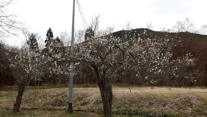 間もなく満開～～_b0208562_6252676.jpg