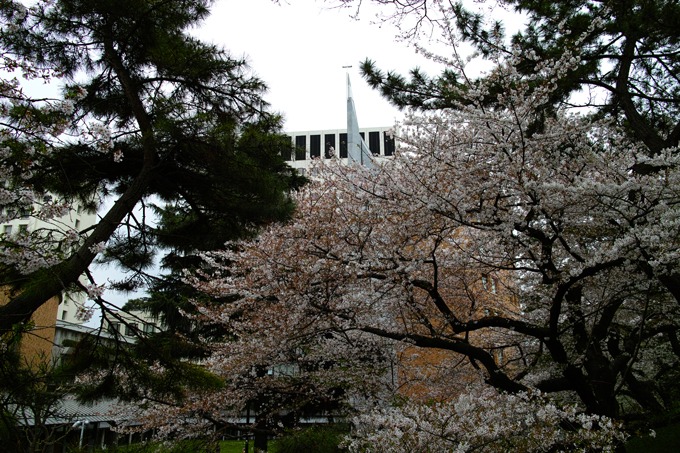 昨日の上智の土手ソフィア通りの桜_a0031363_8241934.jpg