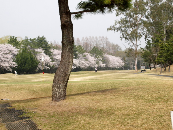 桜の下でカラスの大騒動　　　_f0208666_16214552.jpg