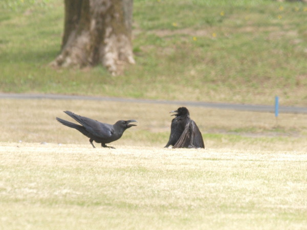 桜の下でカラスの大騒動　　　_f0208666_16595655.jpg